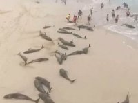 Yeşil Burun Adaları’nda onlarca yunus kıyıya vurdu