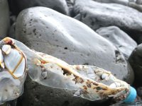 Plastik atıklar erişilemeyen Ada'ya ulaştı