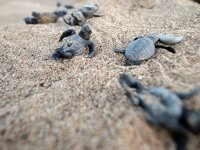 Belek'te 70 bin yavru caretta caretta denizle buluştu