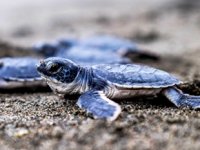 BOTAŞ, Uluslararası Yeşil Dünya Ödülleri'ne 4 ödül ile damga vurdu