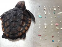 Ölen yavru deniz kaplumbağasının midesinden 104 plastik parçası çıktı