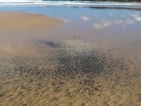 Brezilya'da ‘petrol sızıntısı’nın kaynağı araştırılıyor