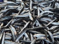 Karadeniz’de kötü hava, balık fiyatlarını etkiledi