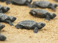 Caretta carettaların yumurta sezonu sona erdi