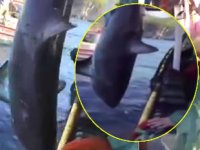 Balıkesir'de köpek balığını dövdüler