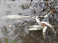 Karabük'teki balık ölümleri vatandaşları tedirgin etti