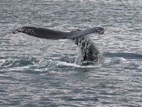 Dişi çubuklu balinalar yavrularına fısıldıyor