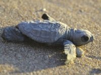 Antik Patara Plajı'nda caretta caretta rekoru kırıldı