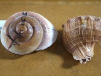 Adana’da ‘Altın Oran’ konferansı düzenlendi