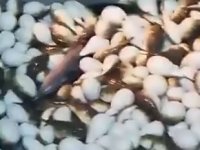 Antalyalı balıkçının ağlarına balon balıkları takıldı