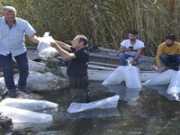 Gölhisar Gölü'ne 2 bin yayın balığı bırakıldı