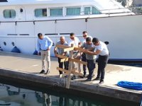 Mercan yuvaları, Çeşme Marina içine yerleştirildi