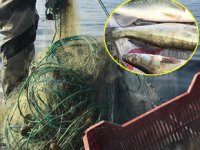 Eğirdir Gölü'nde kaçak sudak balığı avcılığına 3 bin 292 lira ceza kesildi