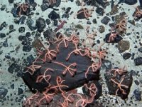 Okyanusun dibinde deniz yıldızı benzeri canlıların gizemli dünyası keşfedildi