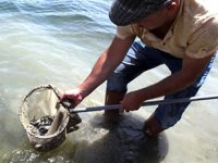 Barajlara 1 milyon 420 bin yavru balık bırakıldı