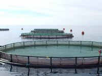 Su ürünleri ihracatı yeni üretim alanlarıyla artırılacak