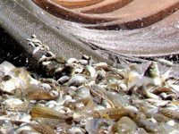 Denizi olmayan Manisa'nın yüzü balıkçılıkla gülecek