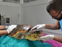 Muğla’da yaralı bulunan caretta caretta yaşama tutundu
