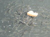 Bayburt’ta nehirde mahsur kalan balıkları vatandaşlar besliyor