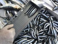 Ordu'da 2019 yılında 747 su ürünleri denetimi yapıldı