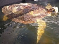 Astrid isimli caretta caretta 4 yıl sonra sağlığına kavuştu