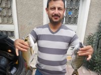 Çanakkale'deki amatör balıkçılar, lüfer bereketi yaşıyor