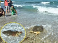 Tedavi edilen ‘Astrid’ isimli caretta denize bırakıldı