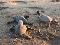 Mersin’de 250 bin yavru deniz kaplumbağası denizle buluştu