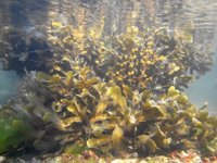 Çinliler deniz yosunundan alzheimer ilacı üretti