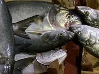 Son yılların en kötü balık sezonu yaşanıyor