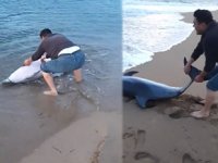 Geyikli’de kıyıya vuran yunus balığı kurtarıldı