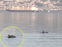 İzmit Körfezi'nde yunuslar, izleyenlere keyifli anlar yaşattı