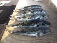 Balon balıkları, insanlar için büyük tehlike oluşturuyor