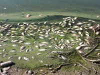 Çelikhan’daki balık ölümleri Meclis’e taşıdı