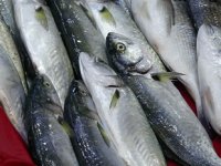 Lüferin kilogram fiyatı bir haftada 60 lira düştü