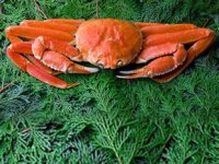 Japonya’da bir yengeç 265 bin liraya satıldı