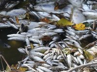 Kara Dere’de binlerce balık telef oldu