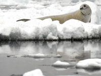 Buzulların erimesi ölümcül virüsün yayılmasını tetikliyor
