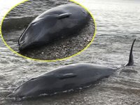 Kıyıya vuran yunusu Sahil Güvenlik ekipleri kurtardı