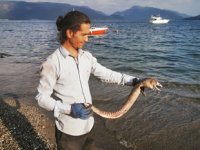 Kıyıya vuran müren balığı vatandaşları şaşırttı