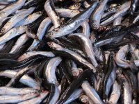 Hamsi ihracatı sezona iyi başladı