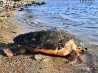 Balıkçı ağına takılan caretta tedavi edilerek doğal ortamına bırakıldı
