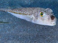 Balon balığı, Akdeniz'in ekolojisine ve ekonomisine zarar verdi