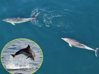 Yunuslar, İstanbul Boğazı’nda balık avına çıktı