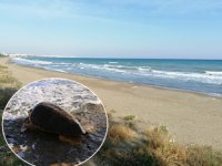 Mezitli Belediyesi, kaplumbağalar için hukuk mücadelesi başlattı