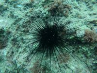 Mehmet Gökoğlu'ndan zehirli deniz kestanesi uyarısı geldi