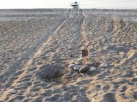 Antalya'da caretta caretta yuvaları tahrip edildi