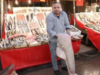 Dev köpek balığı, Mersinli balıkçıların ağına takıldı