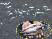 Hatay'da deredeki balıklar telef oldu