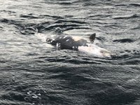 Mudanya’da denizde ölü yunus bulundu